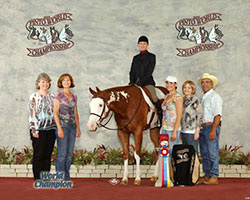 Paint Horse For sale