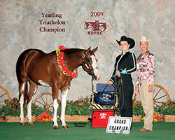 Paint Horse For Sale