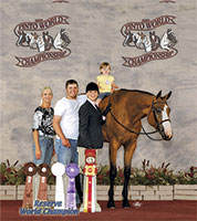 Paint Horse For sale